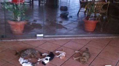 مدير الأهلي يوضح ملابسات «مذبحة القطط»: الشركة هى المسؤولة