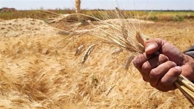 تجهيز صوامع بني عبيد لاستقبال القمح