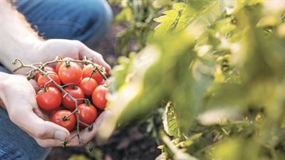 أسرار بيزنس الزراعة الأورجانيك فى مصر ووضع «تيكيت» مضروبة