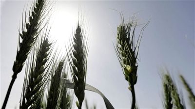 تقرير: رغم العقوبات الغربية.. ارتفاع واردات مصر من القمح الروسي
