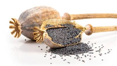 بعد التحذير من وجوده بالشوكولاتة.. كل ما تريد معرفته عن نبات الخشخاش المُخدر