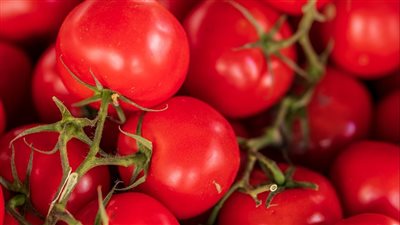 نقيب الفلاحين يحذر من ارتفاع أسعار الطماطم