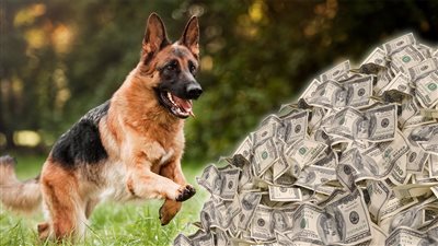 جونثر السادس.. الكلب المليونير الذي ينام على فراش مادونا!