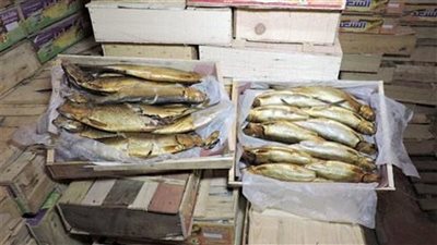 قبل العيد.. ضبط أكثر من 7 أطنان أسماك ورنجة وفسيخ مخالفة للمواصفات بالدقهلية