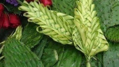 الكنائس المصرية تحتفل بأحد الشعانين وتستقبل التهاني بالمحافظات