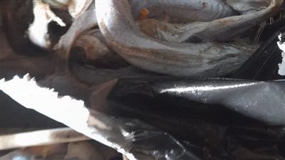 حملة مكبرة لـ صحة الغربية تضبط أغذية فاسدة بمركز كفر الزيات