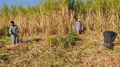 بيان جديد من وزارة التموين بشأن توريد قصب سكر