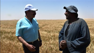 تحذير من المحافظ بشأن استلام القمح في أسوان