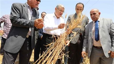 محافظ المنيا يشهد حصاد محصول القمح بأحد الحقول فى مركز سمالوط