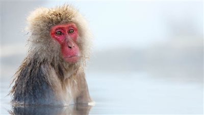 كيف تسير قرود البابون بسهولة على قدمين؟