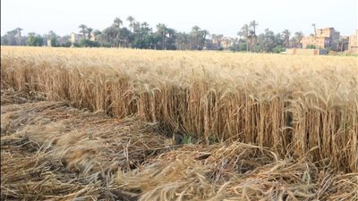 تحذير للمخالفين.. تفاصيل الضوابط والاشتراطات لتوريد الأقماح من المزارعين للشون والصوامع بسوهاج