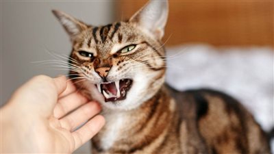 هكذا قام البشر بتقليص حجم رأس القطط على مدار السنين!