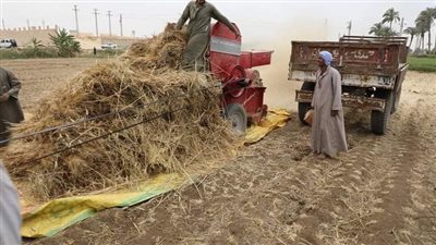 توريد 181438 طن قمح بالشون والصوامع منذ بدء الموسم في الدقهلية