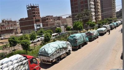 توريد 243 ألف طن قمح للشون والصوامع الحكومية بالمنيا 