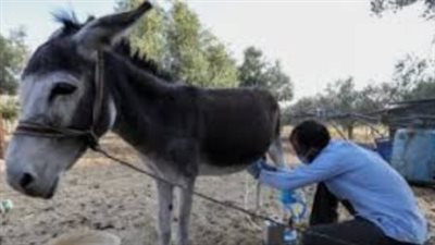 ضبط مزارع بسبب حماره في نجع حمادي.. واقعة غريبة