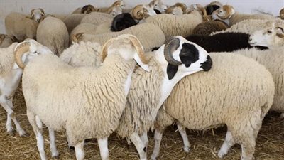 أسعار الأضاحي في منافذ التموين والزراعة
