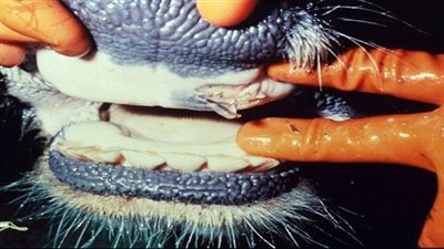 انتشار الحمى القلاعية في الصعيد يهدد الثروة الحيوانية قبل عيد الأضحى