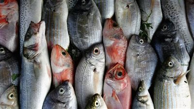 سؤال برلماني حول أزمات قطاع الثروة السمكية