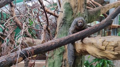 دراسة حول ردود أفعال القرد ساكي المدهشة على برامج نتفليكس