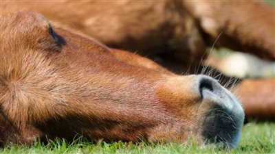 حصان كسول يثير ضجة على تويتر.. يفعل هذا الأمر للهروب من العمل!