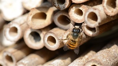 ماذا تعرف عن أكبر فندق في العالم تسكنه الحشرات؟