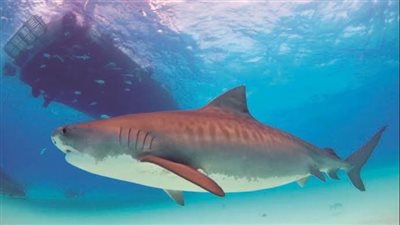 تفاصيل جديدة بشأن هجوم سمكة قرش على سيدتين جنوب مدينة الغردقة