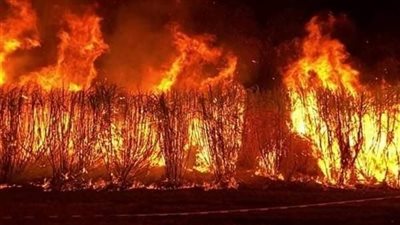 النيران التهمت محصول السنة.. اندلاع حريق هائل في مزرعة قصب بسوهاج