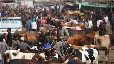 بسبب انتشار الأمراض.. ارتفاع ملحوظ فى أسعار الأضاحي داخل أسواق المنيا 