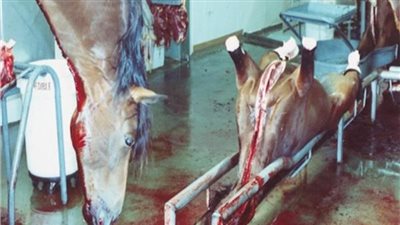 حكم نحر الأضاحي في الشوارع ووضع دمائها على الممتلكات