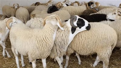 أسرار اشتعال الخلافات الدينية حول صك الأضاحي لوزارة الأوقاف