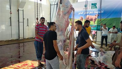 المنيا تواصل ذبح الأضاحي فى ثاني أيام العيد 