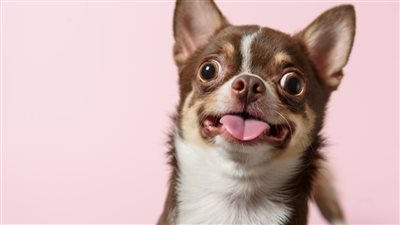 دراسة مثيرة: شخصيات الكلاب تختلف كما البشر! 