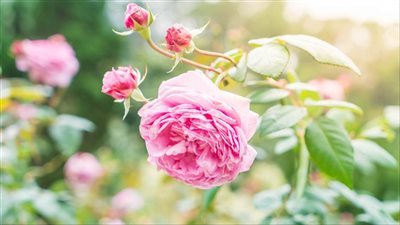 علماء بجامعة ميتشجان الأمريكية يستخدمون البول إلى سماد للنباتات