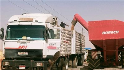 محافظ أسوان: توريد 153 ألف و252 طن قمح 