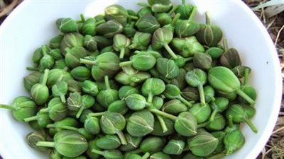 فوائده لا حصر لها.. هل تعرف النبات طارد السموم؟ 