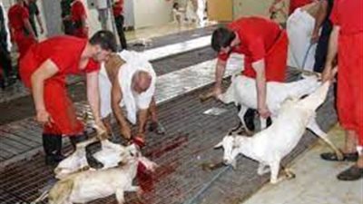 من يقبض روح الحيوانات وقت الذبح وما مصيرها يوم القيامة؟ 