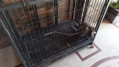 ضبط حيوانات مفترسة بمنطقة محرم بك