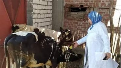 على مدار 6 أيام.. تحصين 91605 رؤوس ماشية في البحيرة 