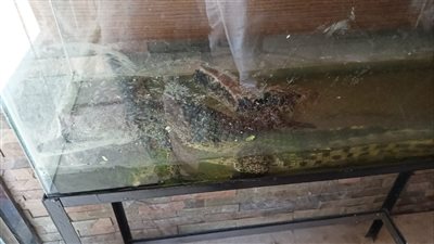 بعد ضبطهما بكافيه.. إيداع نسناس نادر وتمساح حديقة حيوان النزهة