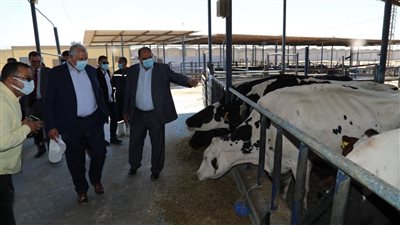 تفاصيل جولة وزير الزراعة بمزرعة الإنتاج الحيواني وتصنيع الألبان بالنوبارية