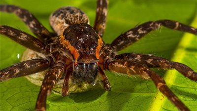 مهندسون يقتلون العناكب ويحولونها إلى روبوتات