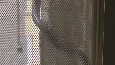 أول رد بخصوص ظهور ثعبان بمنطقة الفلكي بالإسكندرية