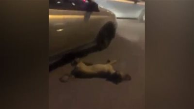 تفاصيل معاينة النيابة لواقعة ربط كلب في سيارة وسحله بالتجمع الأول