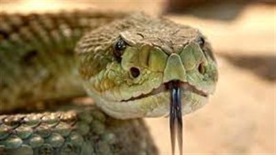 لدغة ثعبان تنهي حياة ربة منزل في السنبلاوين