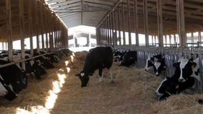 أسرار نفوق 10% من الثروة الحيوانية بسبب انتشار مرض خطير 