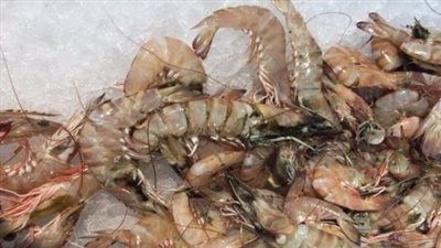 بعد بيعه بـ10 جنيهات.. تعرف على حقيقة أضرار الجمبري الكداب