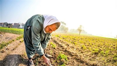 في عيده الـ70.. الفلاح المصري شريك الدولة في مواجهة تحديات الأمن الغذائي