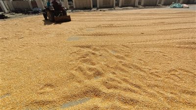 لأول مرة.. تفعيل المنظومة التعاقدية بوزارة الزراعة واستلام مصانع الأعلاف للذرة الأصفر