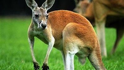 كنغر يقتل صاحبه بأستراليا في أول هجوم مميت منذ عام 1936 