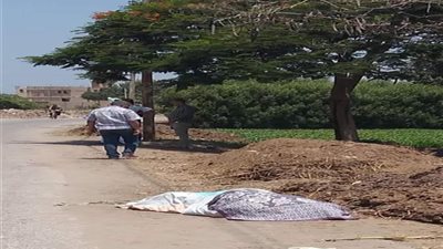 مصرع مسن أسفل عجلات سيارة مسرعة ببني سويف